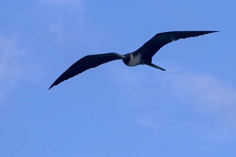 a frigate bird in flight